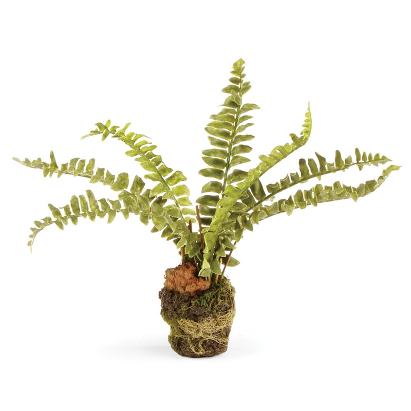 Napa Home Garden, BOSTON FERN DROP-IN 7.5",di3003