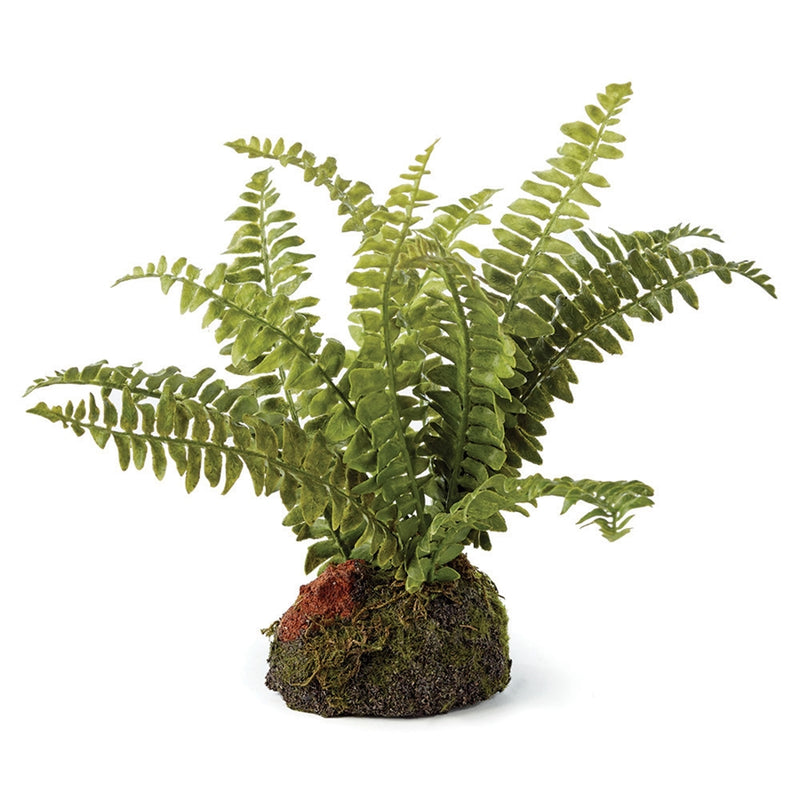 Napa Home Garden, BOSTON FERN 7" DROP-IN,di3008