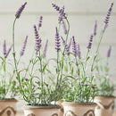 NAPA Home & Garden, FRENCH LAVENDER DROP-IN 13", SET OF 6,GP205
