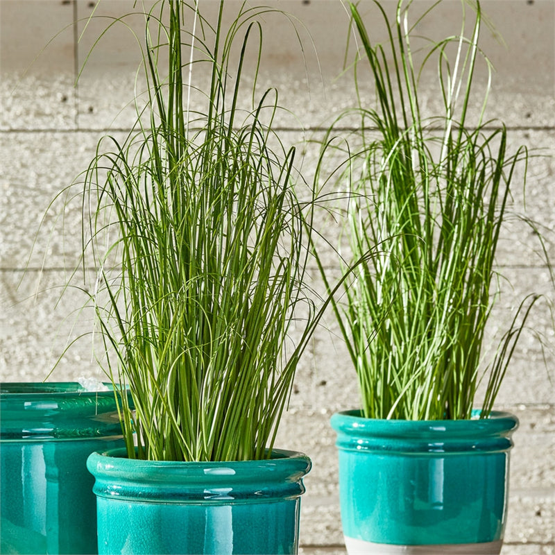 Napa Home Garden, ONION GRASS 25" DROP-IN,gp208