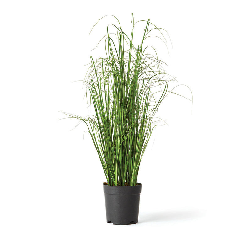 NAPA Home & Garden, ONION GRASS DROP-IN 25",GP208