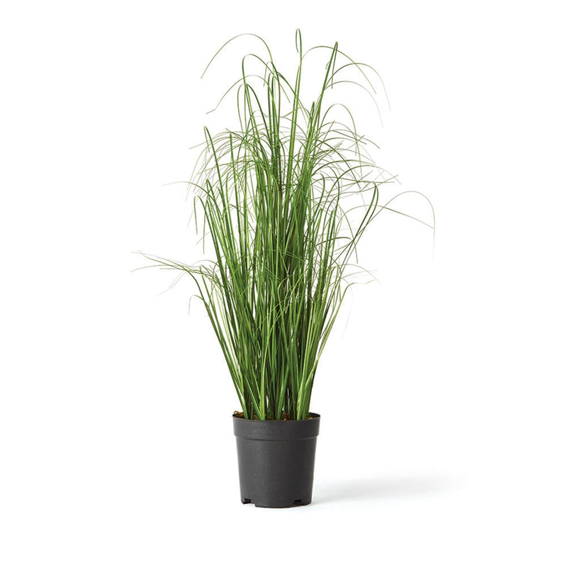 Napa Home Garden, ONION GRASS 25" DROP-IN,gp208