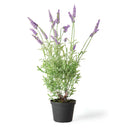 NAPA Home & Garden, FRENCH LAVENDER DROP-IN 18",GP215