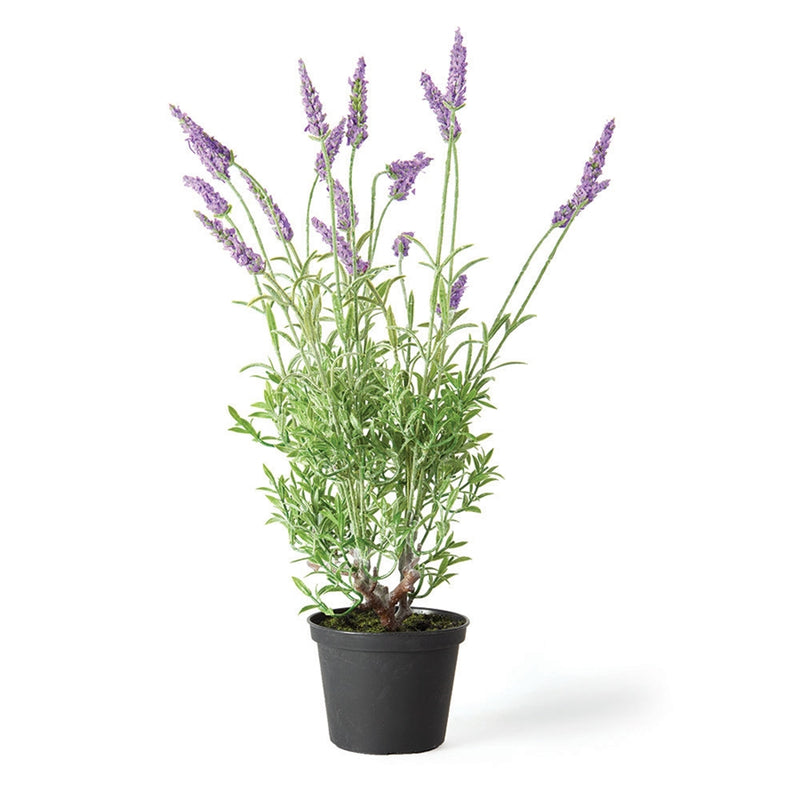 Napa Home Garden, FRENCH LAVENDER 18" DROP-IN,gp215