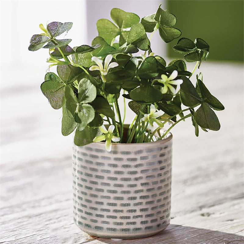 Napa Home Garden, CLOVER 6.5" POTTED,gp233