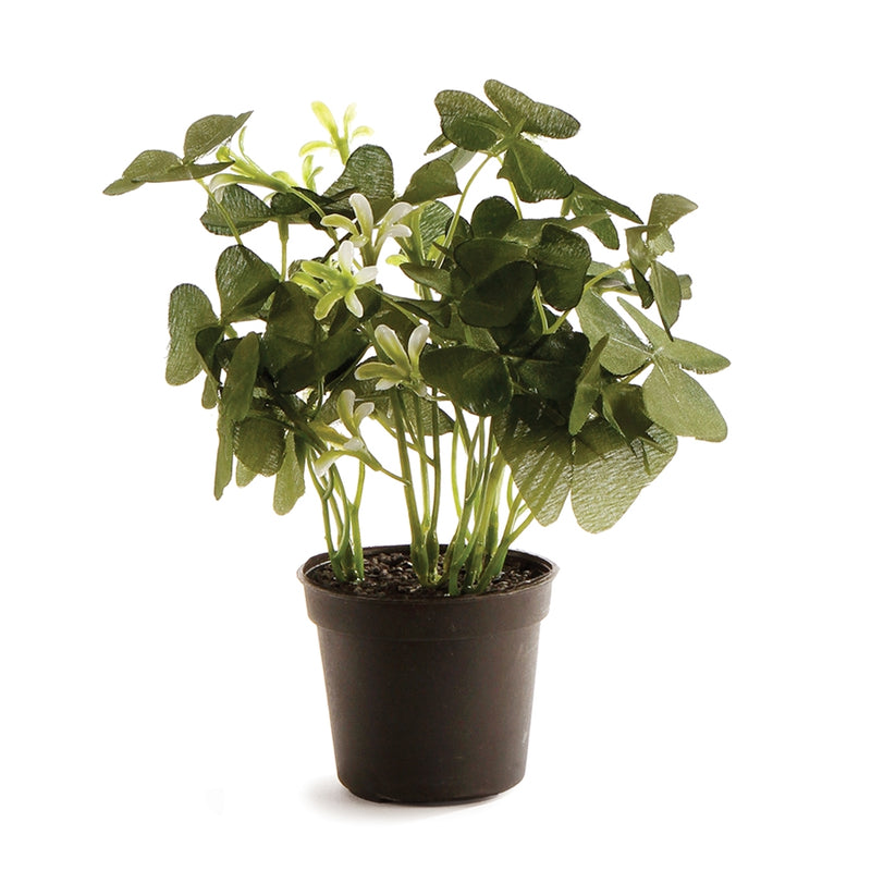 Napa Home Garden, CLOVER 6.5" POTTED,gp233