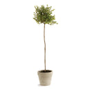 NAPA Home & Garden, THYME TOPIARY Collection