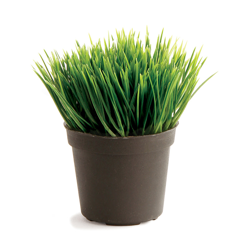 NAPA Home & Garden, MINI POTTED GRASS 3.5",GP255GR