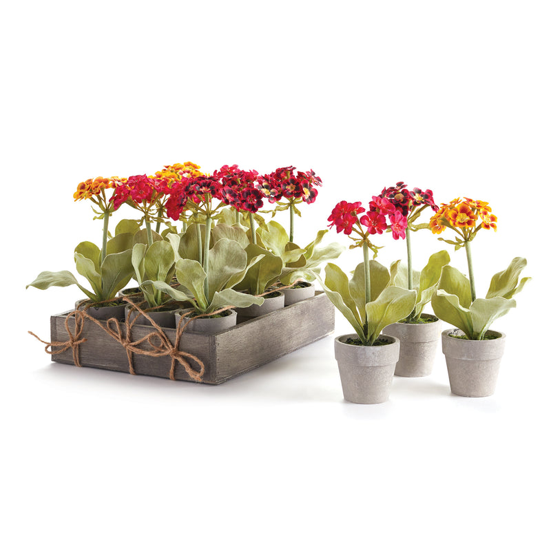 NAPA Home & Garden, MINI PRIMULA POTTED 7.5", SET OF 12,GP416