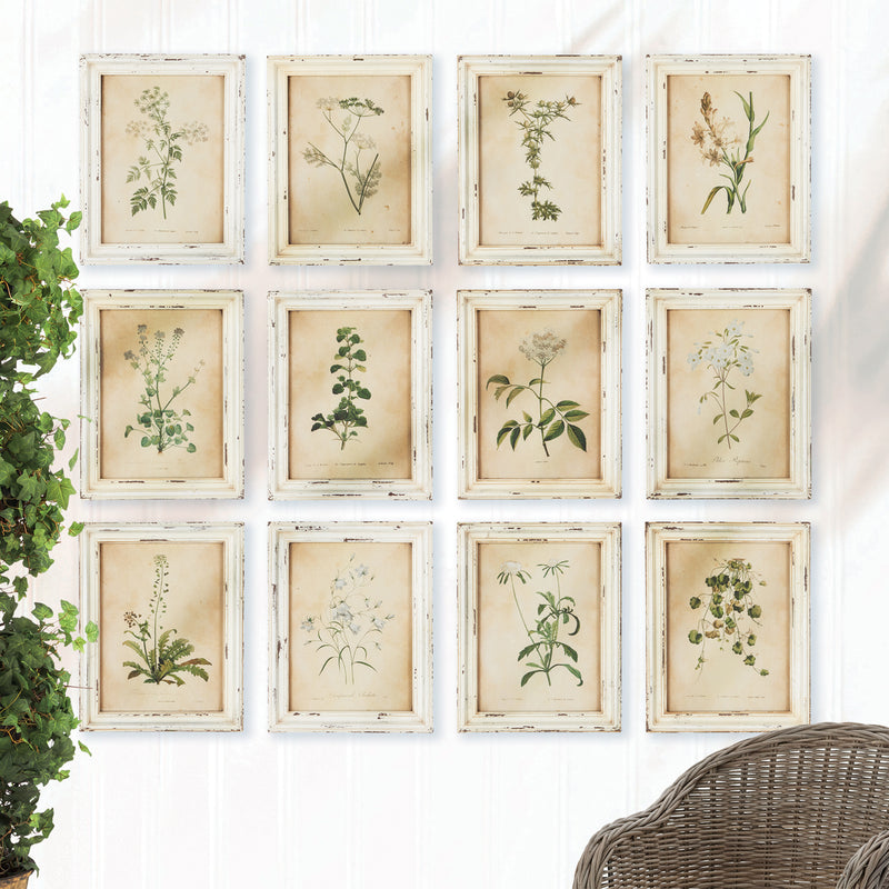 NAPA Home & Garden, FRAMED WILD FLOWER BOTANICAL PRINTS, SET OF 12,HC114