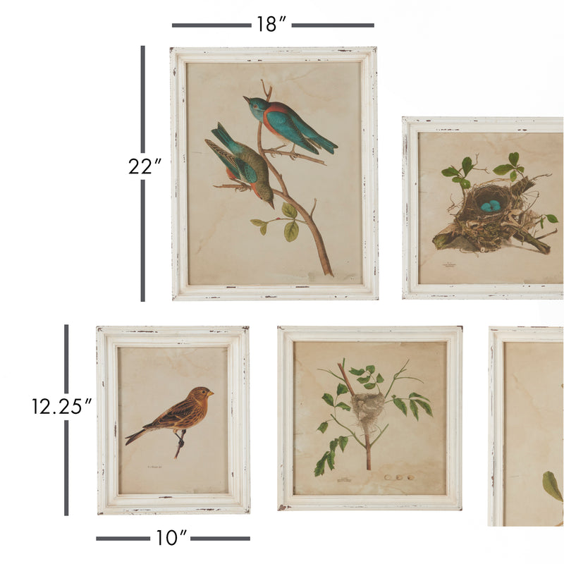 NAPA Home & Garden, FRAMED AVIARY BIRD & NEST HABITAT PRINTS, SET OF 9,HC115