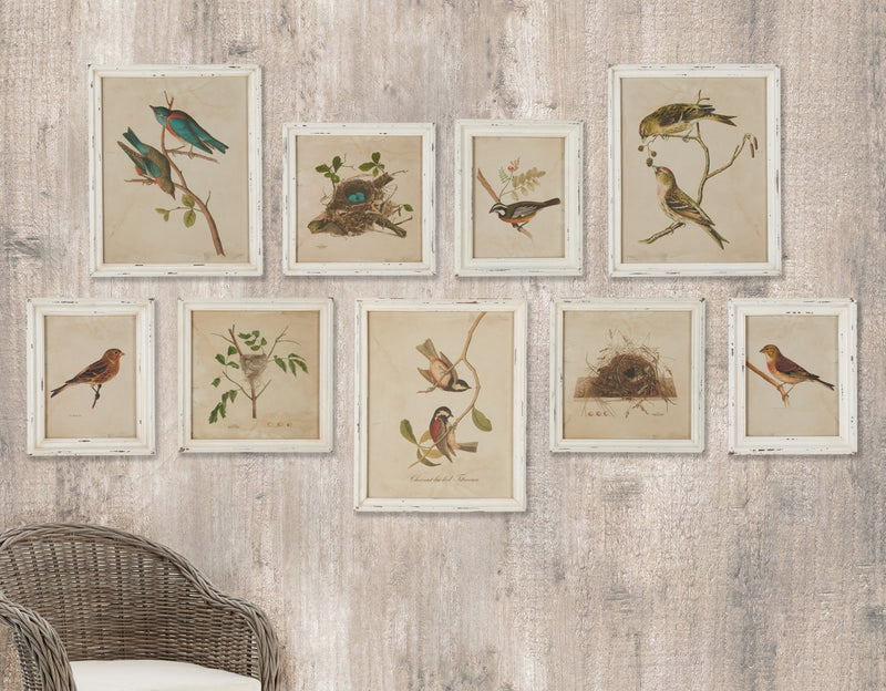 NAPA Home & Garden, FRAMED AVIARY BIRD & NEST HABITAT PRINTS, SET OF 9,HC115