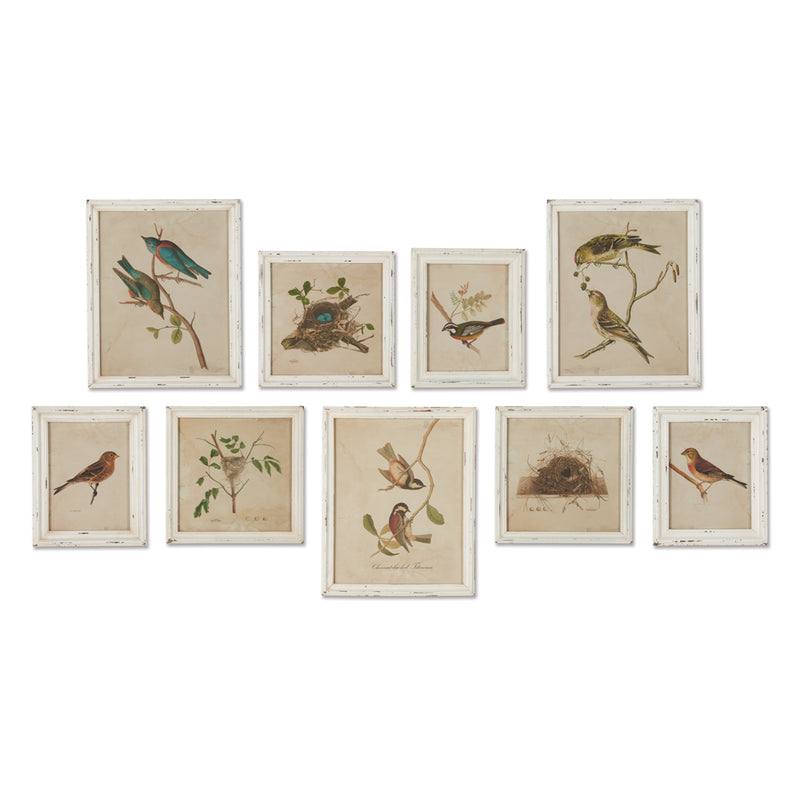 NAPA Home & Garden, FRAMED AVIARY BIRD & NEST HABITAT PRINTS, SET OF 9,HC115