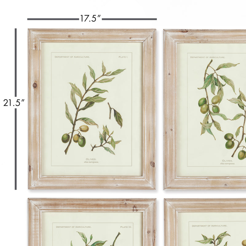 NAPA Home & Garden, FRAMED OLIVE LEAF BOTANICAL PRINTS, SET OF 4,HC116