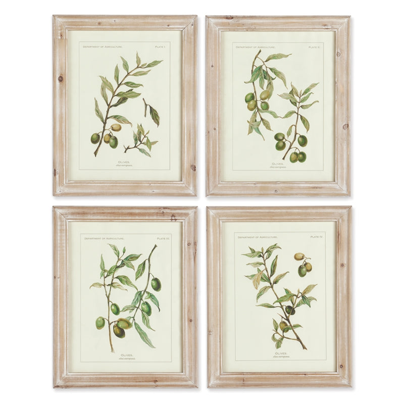 Napa Home Garden, FRAMED OLIVE LEAF BTNCL PRINTS ,SET OF 4,hc116