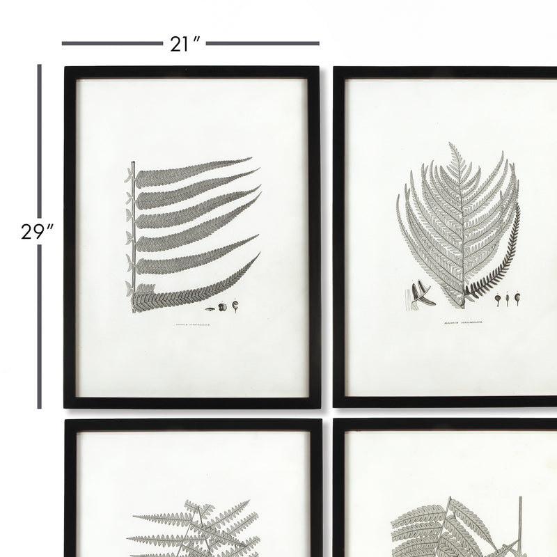 NAPA Home & Garden, FRAMED GRAY-TONE FERN PRINTS, SET OF 6,HC122