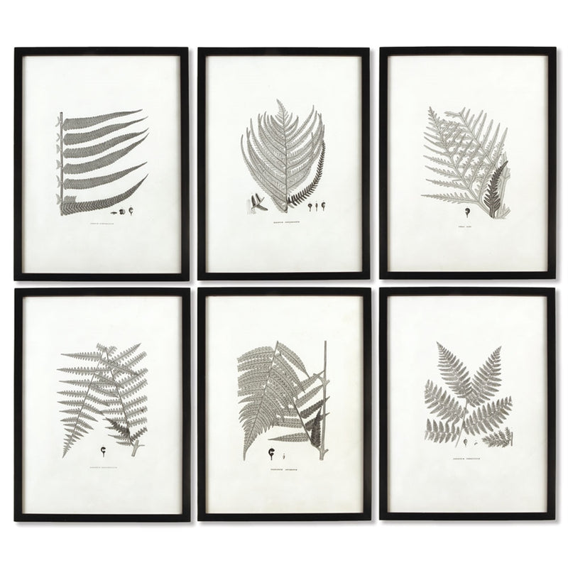 Napa Home Garden, FRAMED GRAY TONE FERN PRINTS ,SET OF 6,hc122