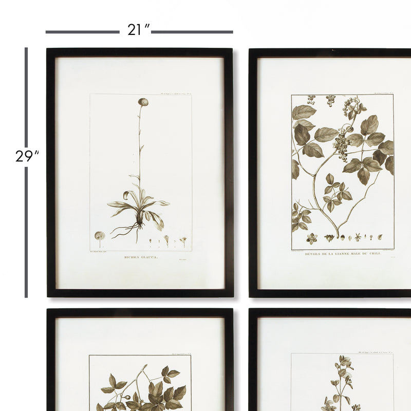 NAPA Home & Garden, FRAMED SEPIA-TONE BOTANICAL PRINTS, SET OF 4,HC123