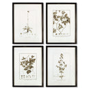 NAPA Home & Garden, FRAMED SEPIA-TONE BOTANICAL PRINTS, SET OF 4,HC123