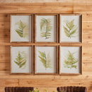 NAPA Home & Garden, FRAMED FERN STUDY, SET OF 6,HC133