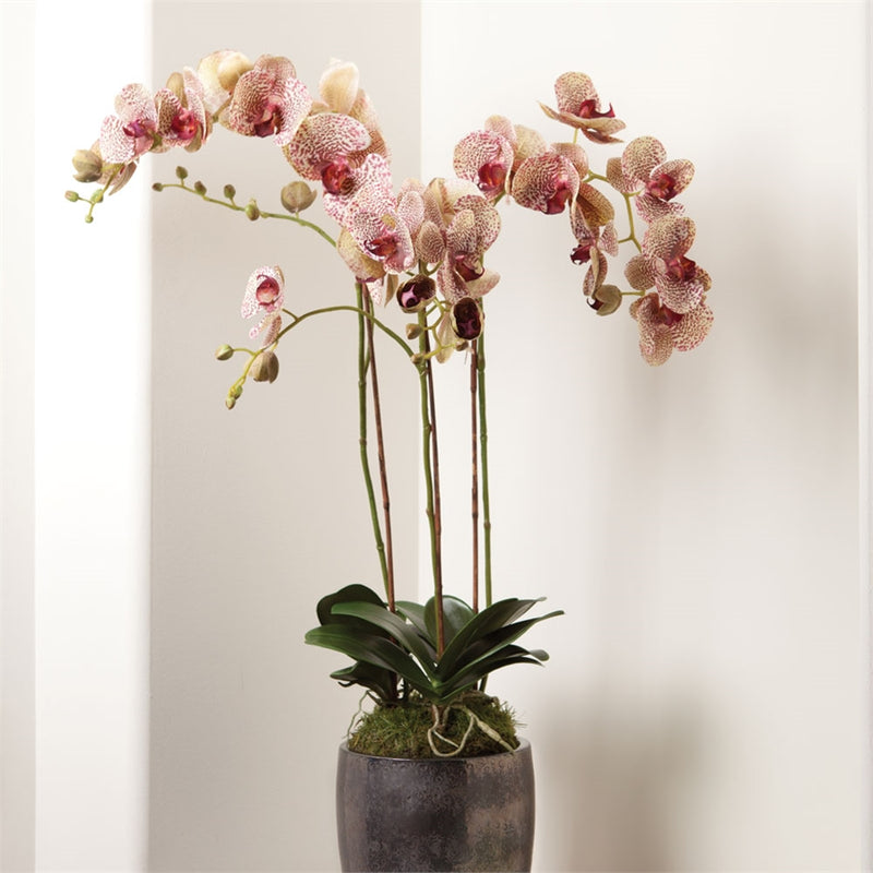 Napa Home Garden, PHALAENOPSIS 32" DROPIN BURGUNDY,k106brd