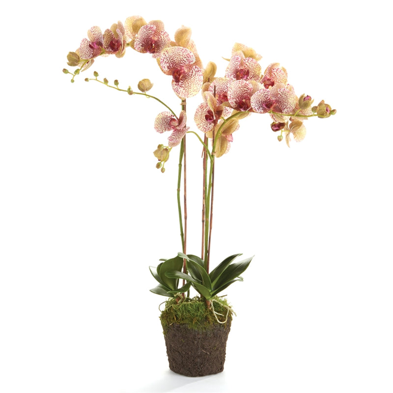 Napa Home Garden, PHALAENOPSIS 32" DROPIN BURGUNDY,k106brd