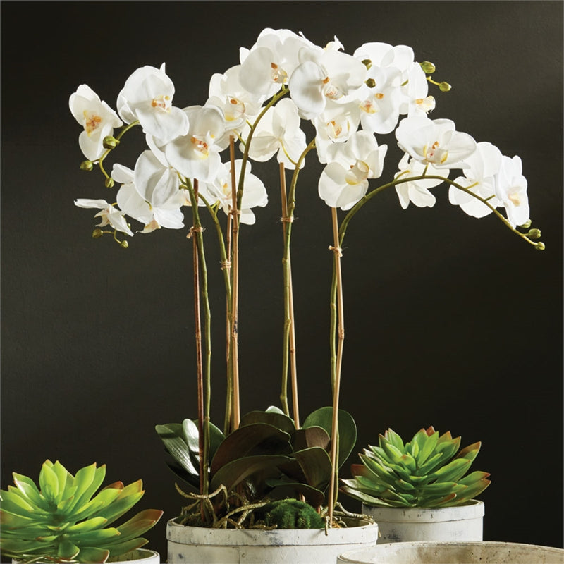 Napa Home Garden, PHALAENOPSIS 25" BOWL DROPIN WHT,k112w