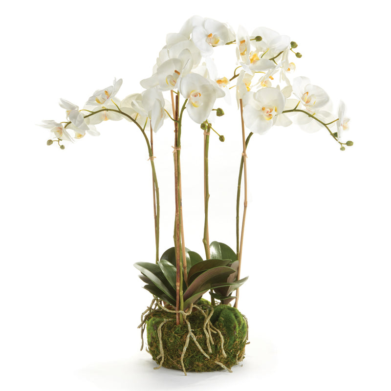 NAPA Home & Garden, PHALAENOPSIS ORCHID BOWL DROP-IN 25",K112W