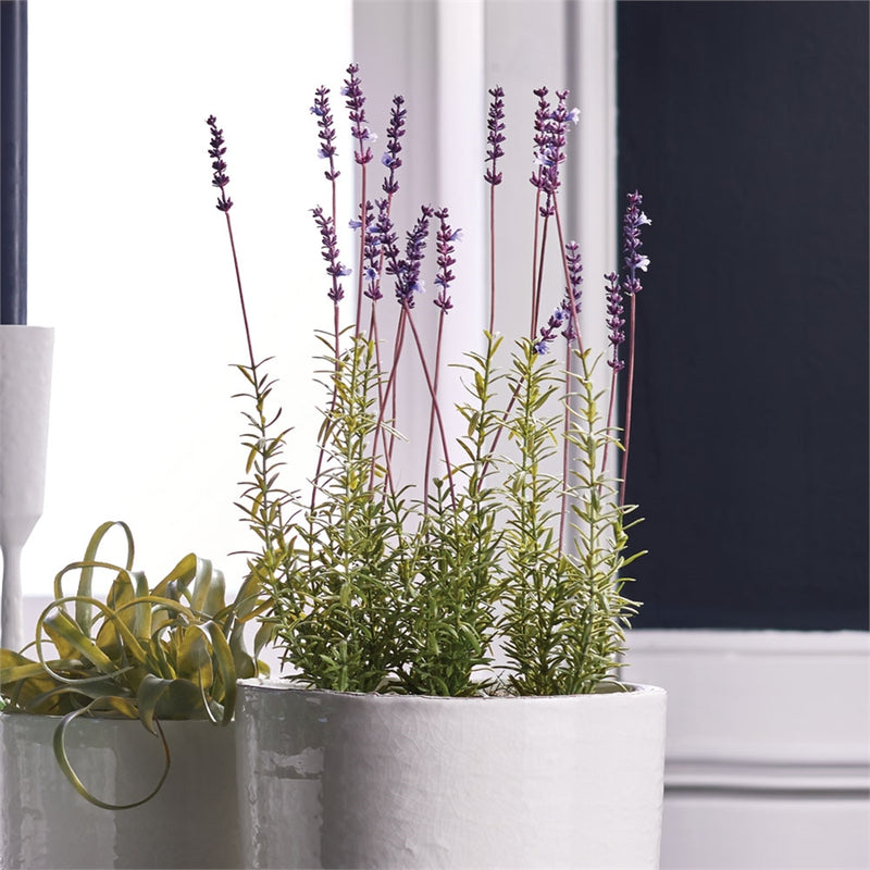 Napa Home Garden, FRENCH LAVENDER 21" POTTED,k113lv