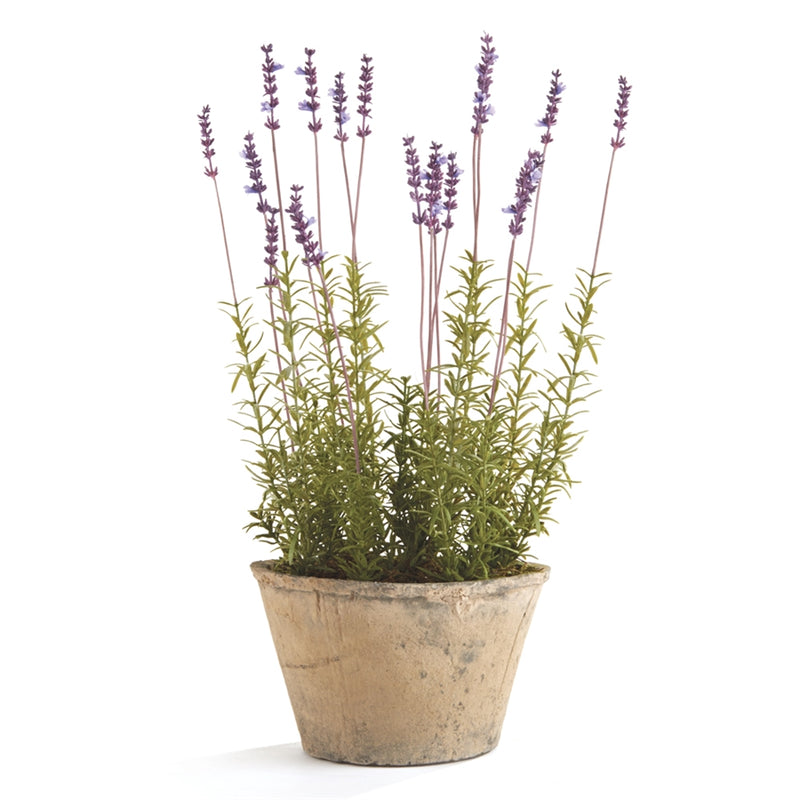 Napa Home Garden, FRENCH LAVENDER 21" POTTED,k113lv