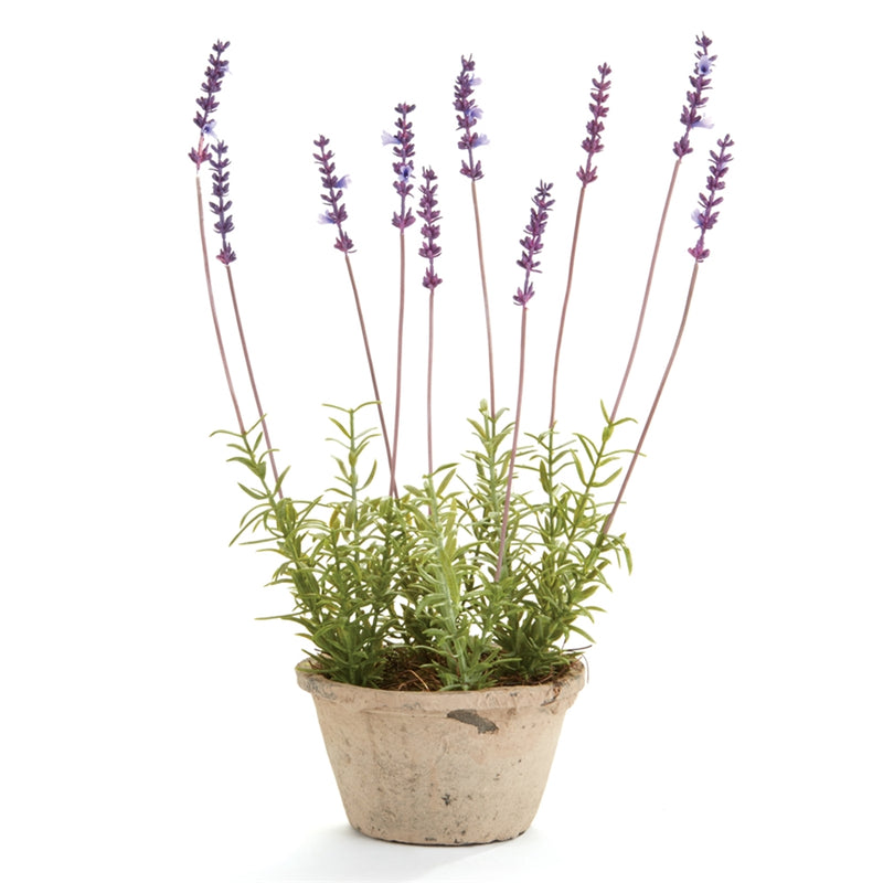 Napa Home Garden, FRENCH LAVENDER 17" POTTED,k114lv