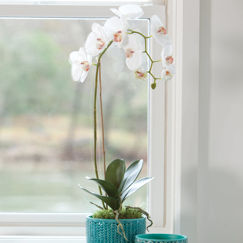 NAPA Home & Garden, PHALAENOPSIS ORCHID DROP-IN 26",K117W