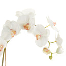 "NAPA Home & Garden, PHALAENOPSIS ORCHID DROP-IN COLLECTION"