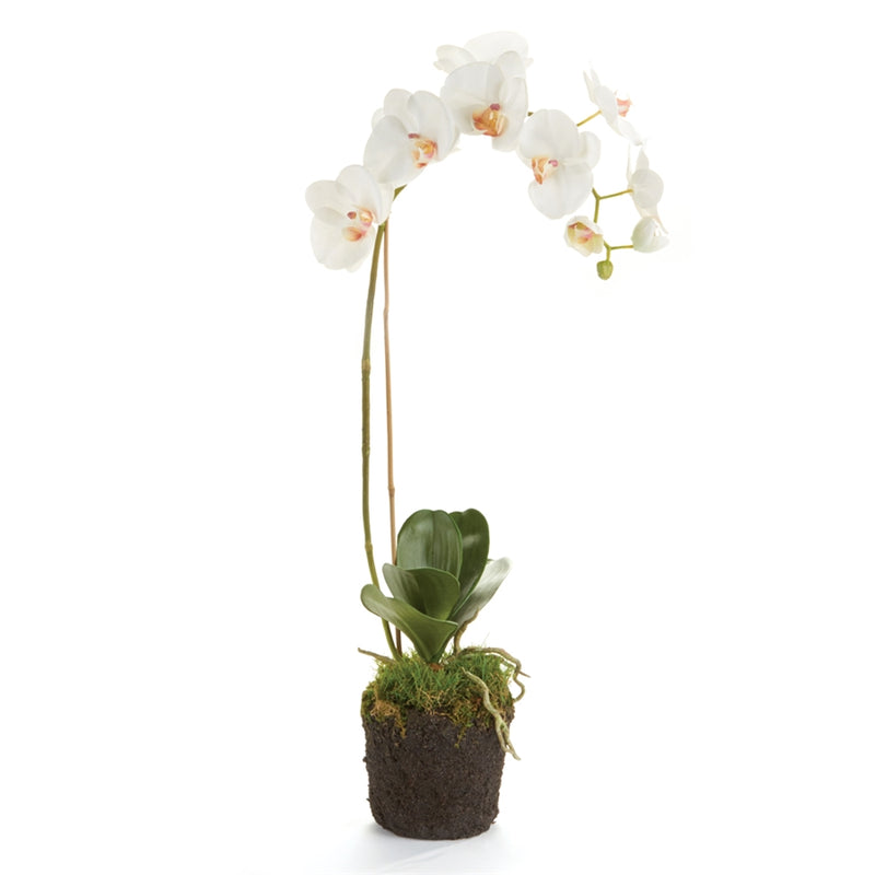 Napa Home Garden, PHALAENOPSIS 26" ORCHID DROPIN WHT,k117w