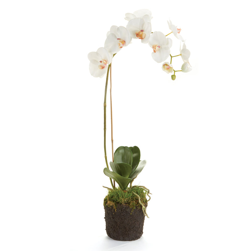 NAPA Home & Garden, PHALAENOPSIS ORCHID DROP-IN 26",K117W