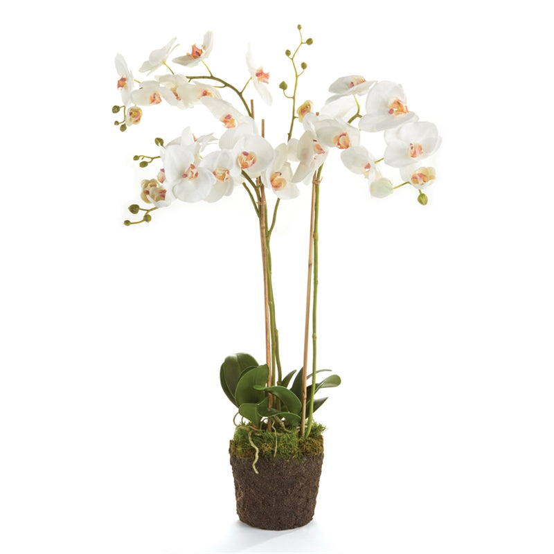 Napa Home Garden, PHALAENOPSIS 31" ORCHID DROPIN WHT,k118w