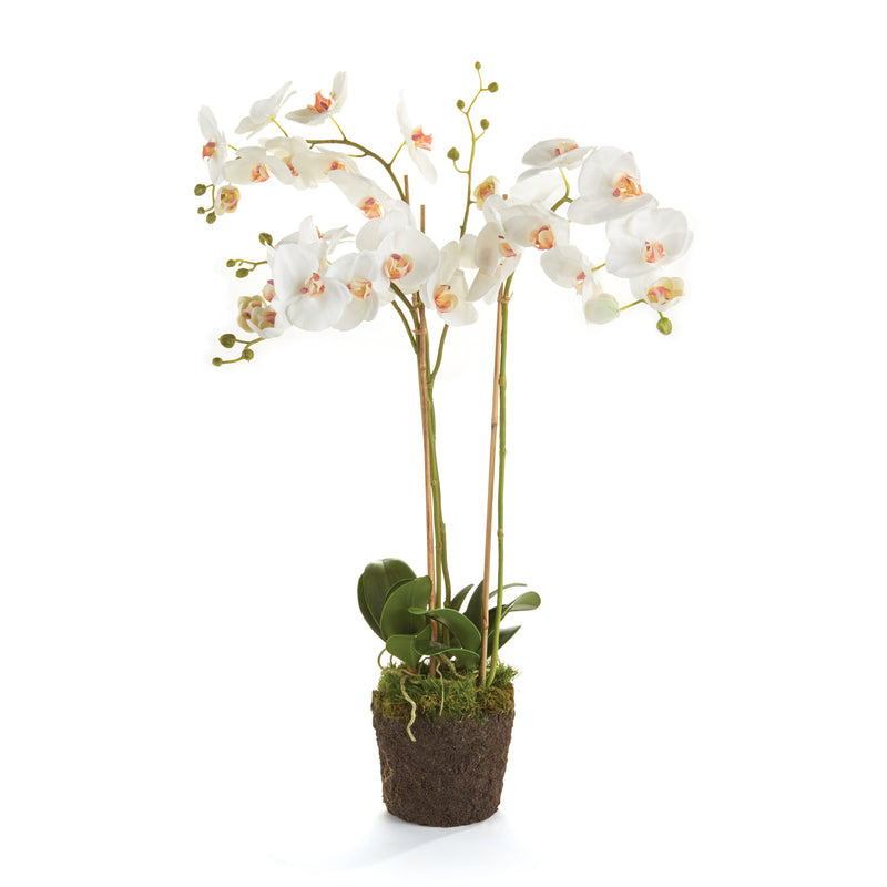 NAPA Home & Garden, PHALAENOPSIS ORCHID DROP-IN 31",K118W