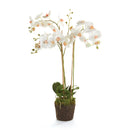 "NAPA Home & Garden, PHALAENOPSIS ORCHID DROP-IN COLLECTION"