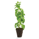 Napa Home Garden, BASIL 18" DROPIN,k123