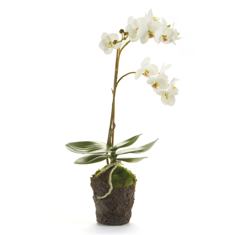 Napa Home Garden, PHALAENOPSIS 17" DROPIN WHT,k124w