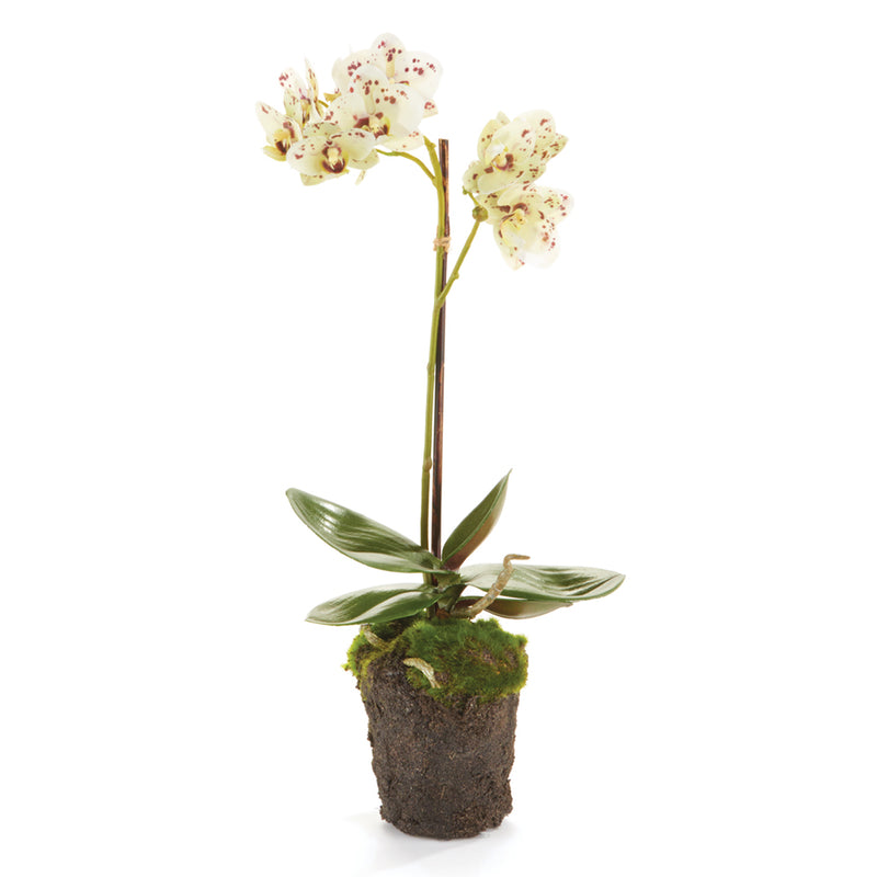 NAPA Home & Garden, PHALAENOPSIS ORCHID DROP-IN 17",K125WHP