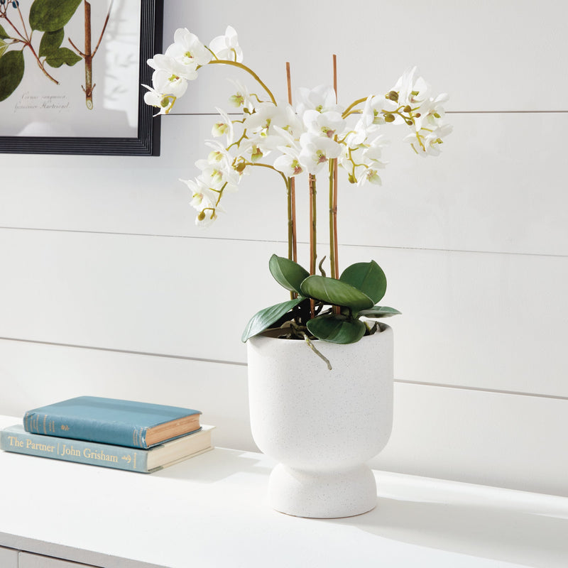 "NAPA Home & Garden, PHALAENOPSIS ORCHID DROP-IN COLLECTION"