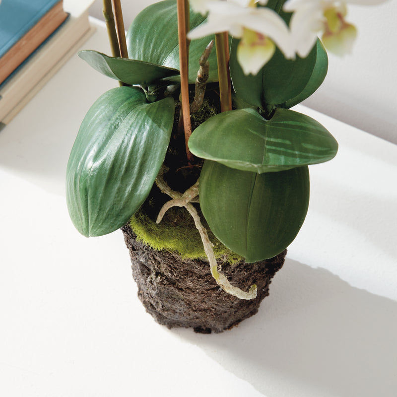 NAPA Home & Garden, PHALAENOPSIS ORCHID DROP-IN 20",K126W