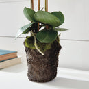 "NAPA Home & Garden, PHALAENOPSIS ORCHID DROP-IN COLLECTION"