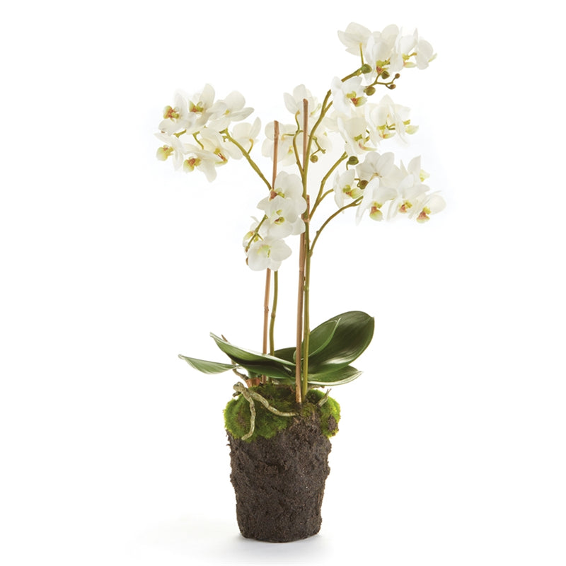 Napa Home Garden, PHALAENOPSIS 20" DROPIN WHT,k126w