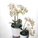 "NAPA Home & Garden, PHALAENOPSIS ORCHID DROP-IN COLLECTION"
