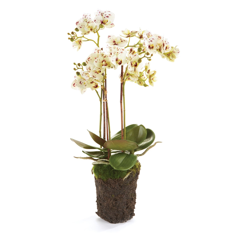 Napa Home Garden, PHALAENOPSIS 20" DROP-IN WHT/PRPLE,k127whp