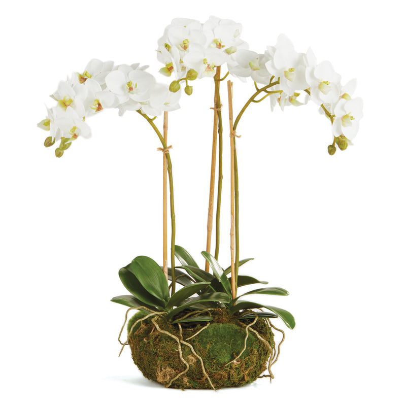 NAPA Home & Garden, PHALAENOPSIS ORCHID MINI GARDEN DROP-IN 16",K129W