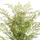 NAPA Home & Garden, SOFT FERN DROP-IN