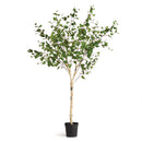 NAPA Home & Garden, BIRCH TREE DROP-IN 6'4",N2CC05